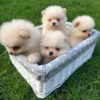 Adorable Pomeranian Puppies for Sale