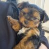Yorkshire terrier pups