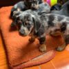 Mini Dachshund puppies