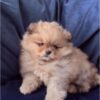 pomeranian puppies for sale