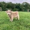 buy mini highland cattle | buy mini highland cow