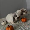 Beautiful little mini lops available