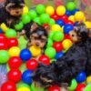 Beautiful puppies Ready For Good Home