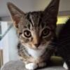 3 female kittens